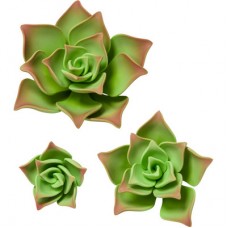 Succulents - Asst. - Green