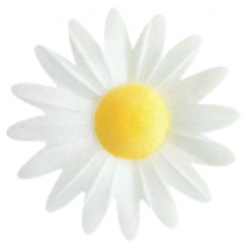 Daisies - Small - White