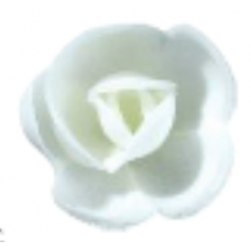 Wafer Roses - Medium - White