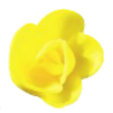 Wafer Roses - Medium - Yellow